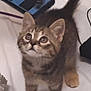 kitten, cat, tabby, pet, animal, curious, looking_up, fur, whiskers, ears, tail, paws, indoor, bed, phone, young, cute, small, domestic, feline