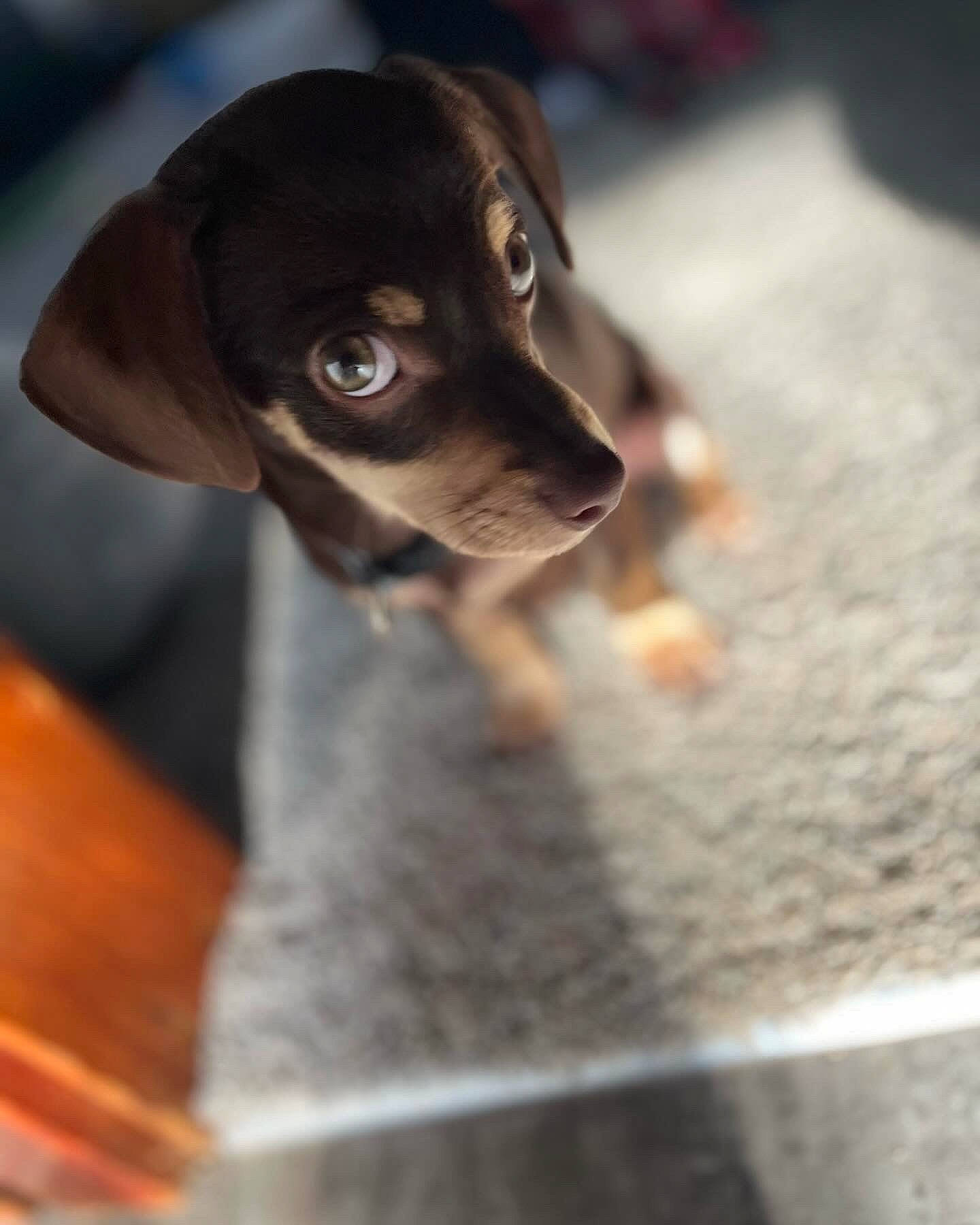 Harvey joined the competition — help win amazing prizes! canidae, carnivore, companion_dog, dog, dog_breed, fawn, fur, guard_dog, liver, non_sporting_group, paw, puppy, sporting_group, street_dog, terrestrial_animal, toy_dog, whiskers, wood, working_animal, working_dog