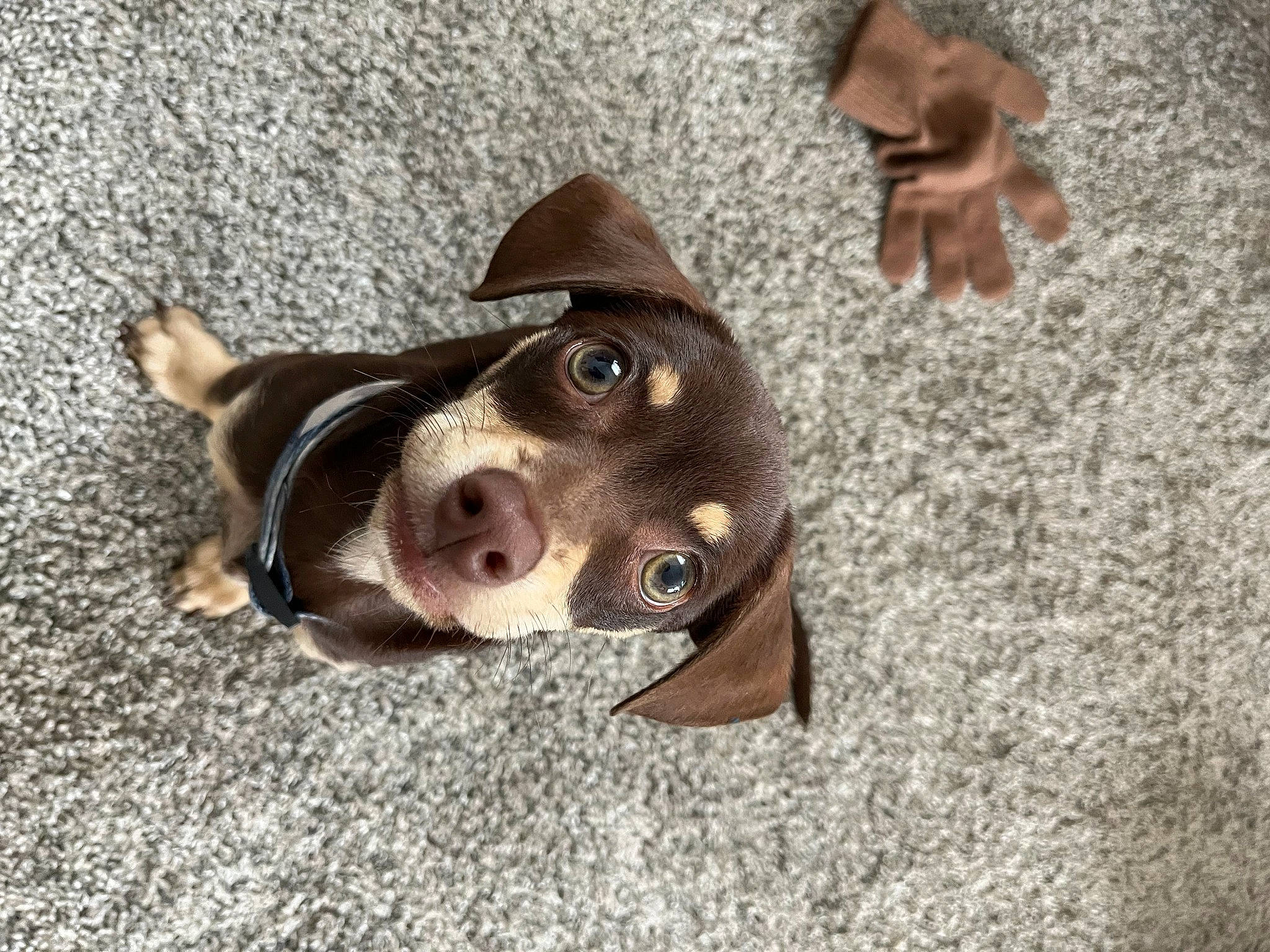 Harvey joined the competition — help win amazing prizes! art, boston_terrier, canidae, carnivore, collar, companion_dog, dog, dog_breed, fashion_accessory, fawn, fur, hunting_dog, liver, non_sporting_group, paw, puppy, sporting_group, whiskers, working_animal