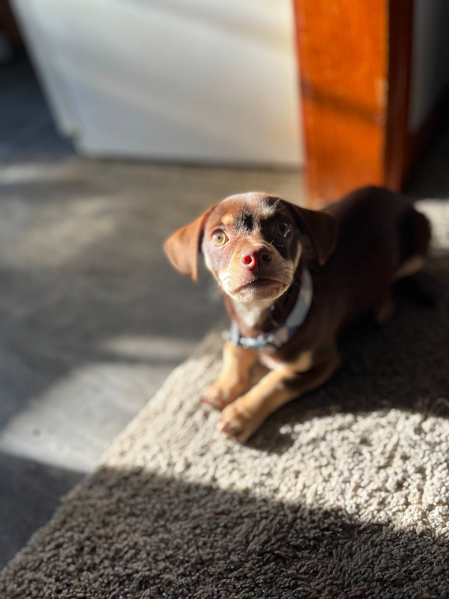 Harvey joined the competition — help win amazing prizes! asphalt, canidae, carnivore, companion_dog, dog, dog_breed, fawn, floor, flooring, grey, liver, paw, road_surface, snout, sporting_group, tail, terrestrial_animal, wood, working_animal, wrinkle