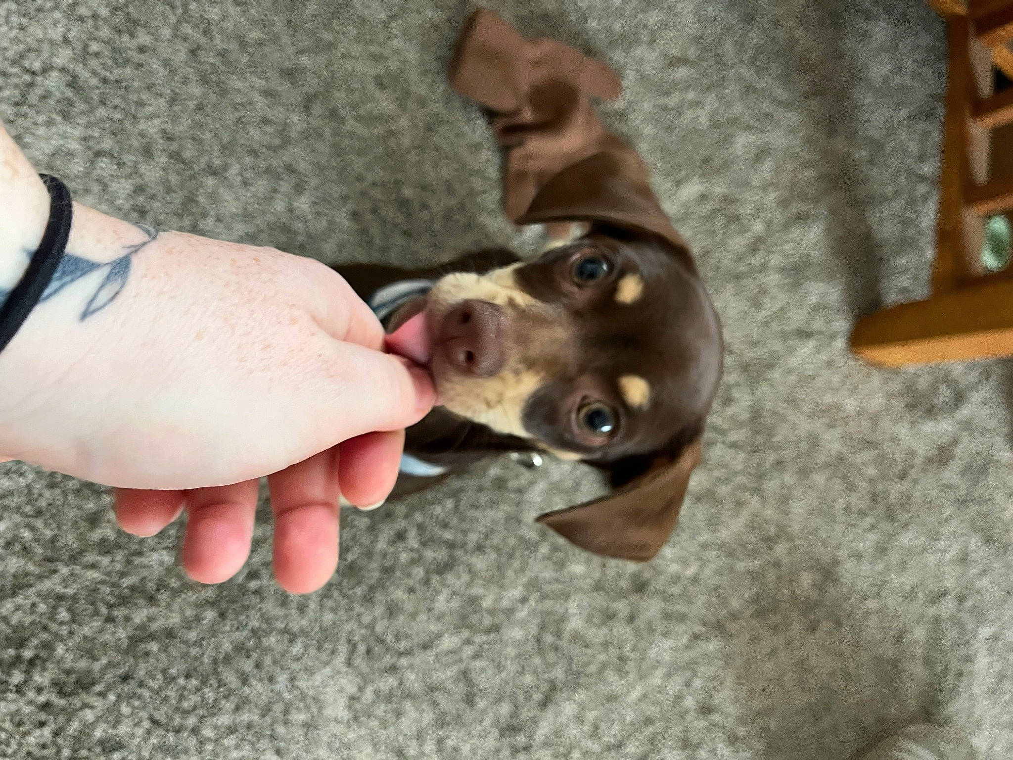 Harvey is registered to the contest to win money with this photo: carnivore, collar, comfort, companion_dog, dog, dog_breed, dog_collar, fashion_accessory, fawn, foot, gesture, guard_dog, human_leg, nail, non_sporting_group, paw, sporting_group, whiskers, wood