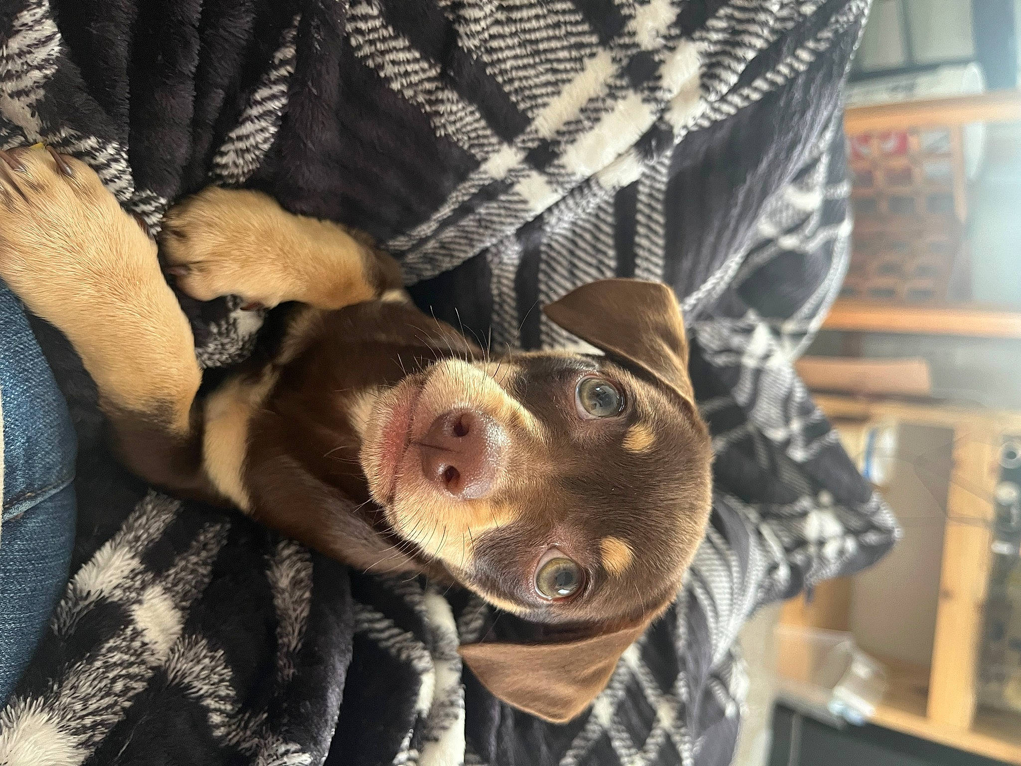 Harvey is registered to the contest to win money with this photo: beard, canidae, carnivore, comfort, companion_dog, dog, dog_breed, ear, fawn, fur, jaw, pattern, selfie, sleeve, snout, sporting_group, sunglasses, toy_dog, whiskers, working_animal