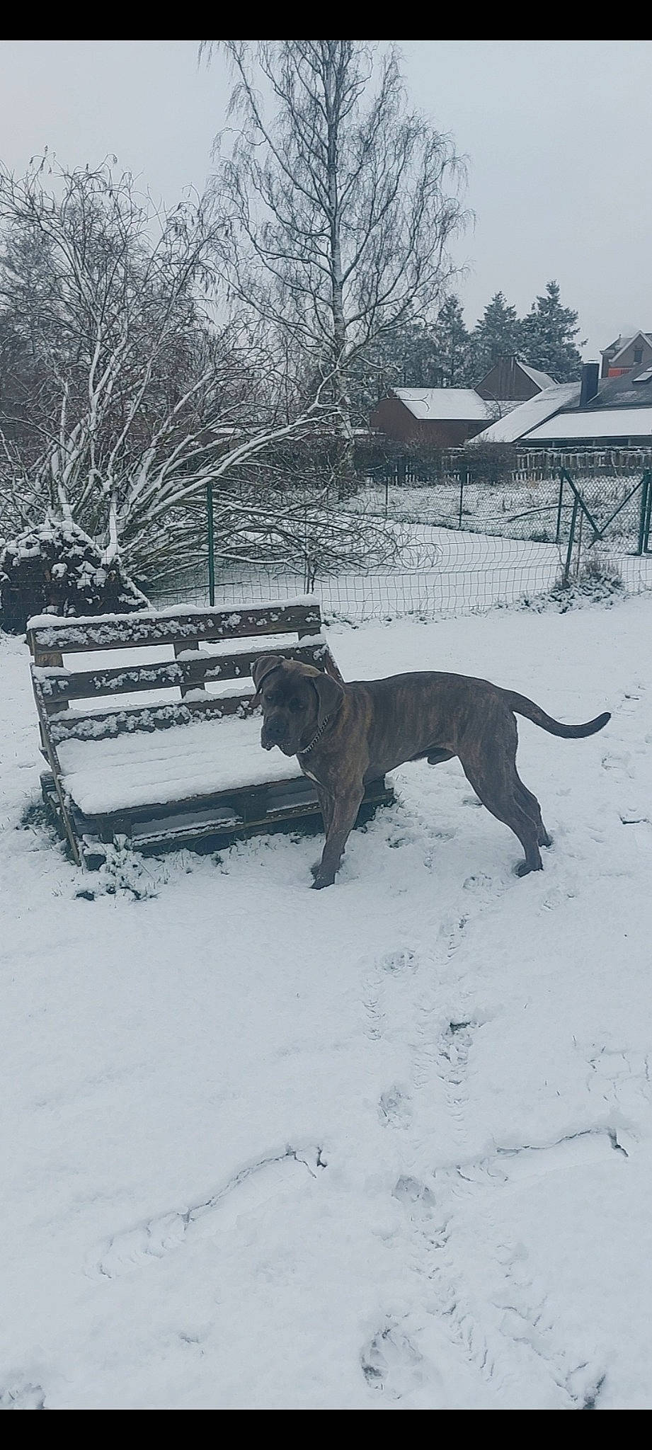 Fenrir participe au concours pour gagner de l'argent avec cette photo : bench, canidae, carnivore, dog, dog_breed, fence, freezing, guard_dog, gun_dog, monochrome, monochrome_photography, plant, precipitation, snow, tail, terrestrial_animal, tree, winter, working_animal, working_dog