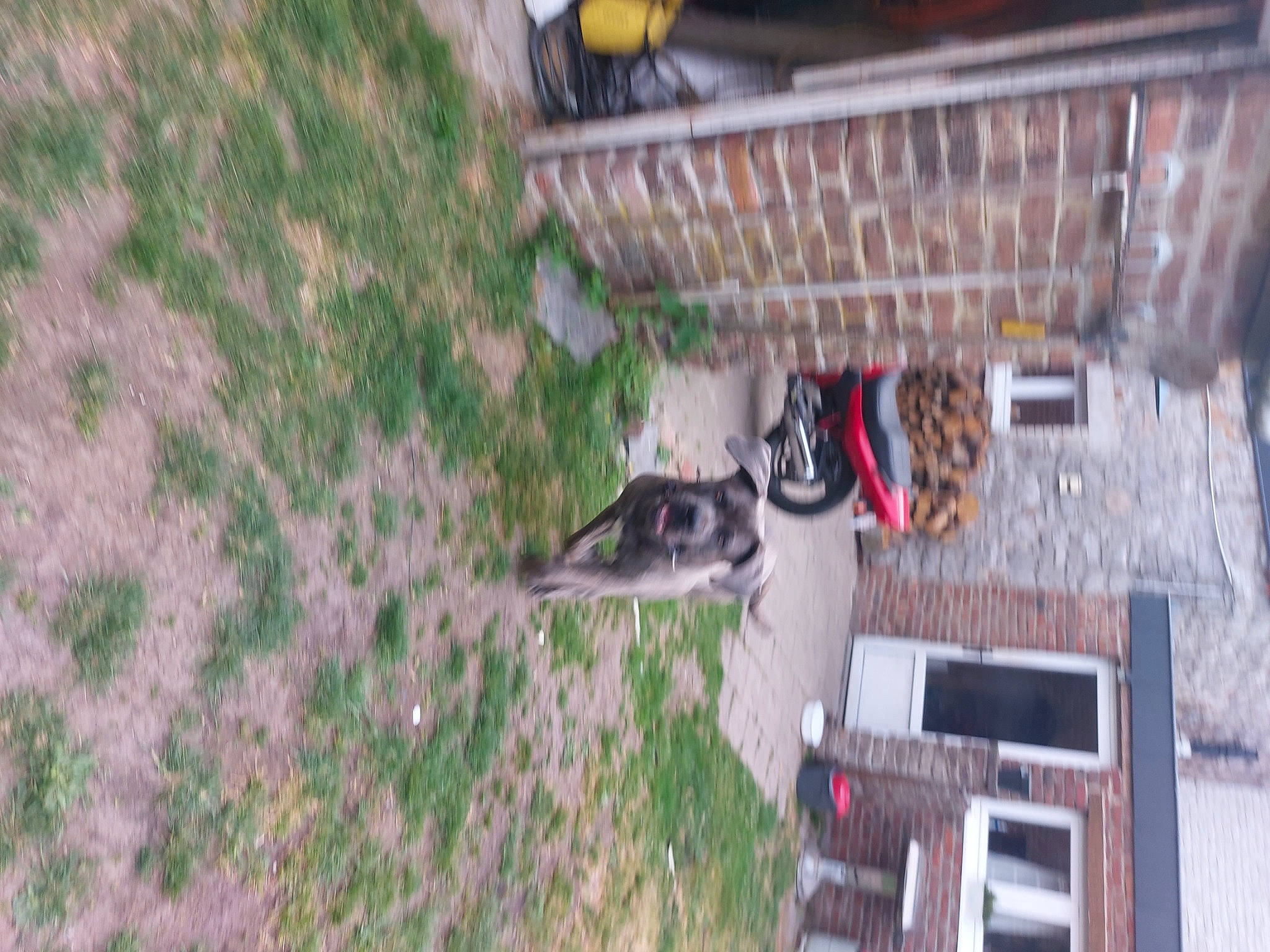 Fenrir a rejoint le concours — aidez-le/la à gagner de superbes lots ! adventure, automotive_exterior, building, car, dog, electrical_wiring, grass, house, soil, vehicle, wood