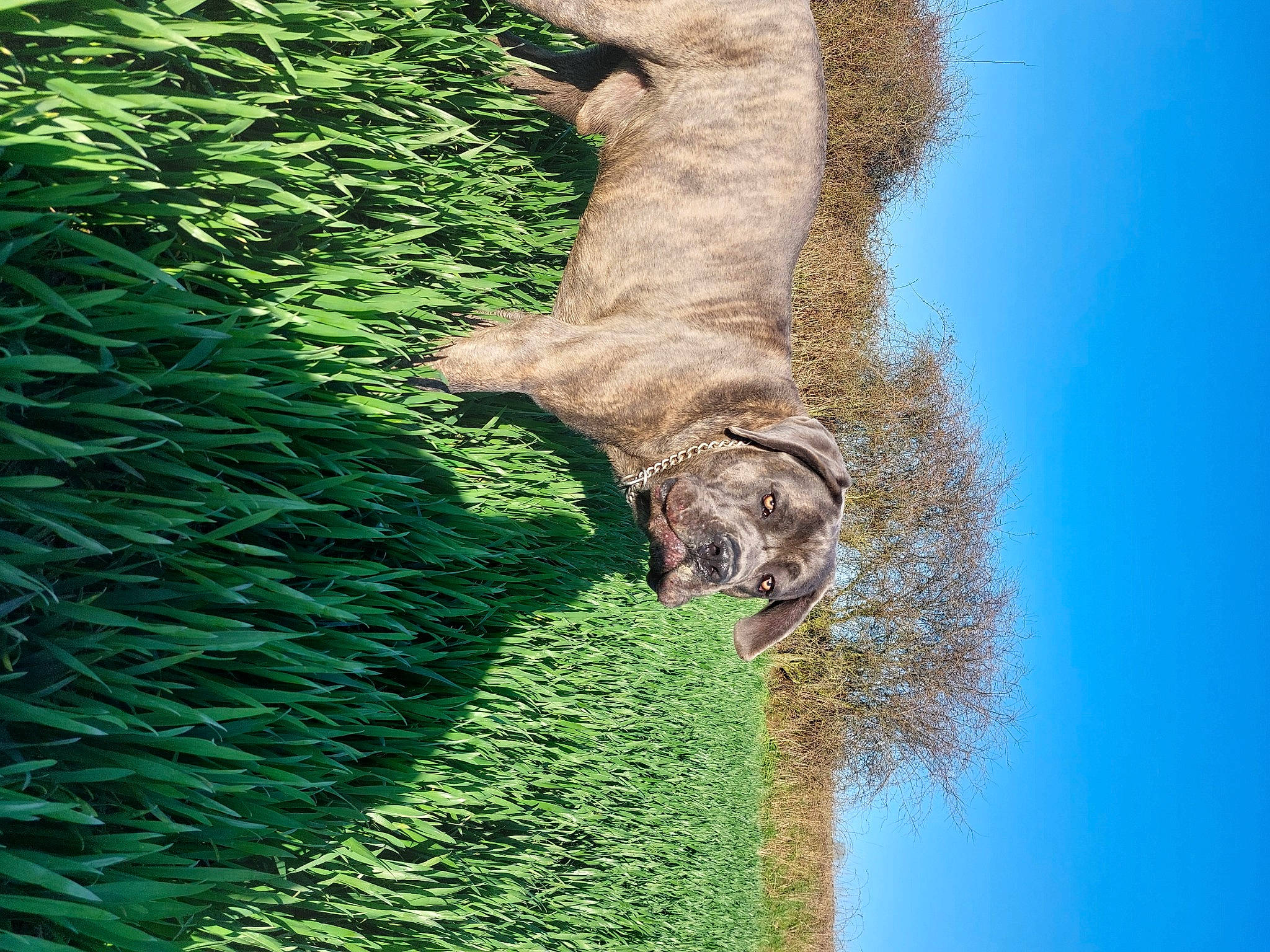 Fenrir a rejoint le concours — aidez-le/la à gagner de superbes lots ! canidae, carnivore, dog, dog_breed, fawn, grass, groundcover, landscape, plant, shrub, sky, snout, sporting_group, tail, terrestrial_animal, tree, trunk, wildlife, wood, working_animal