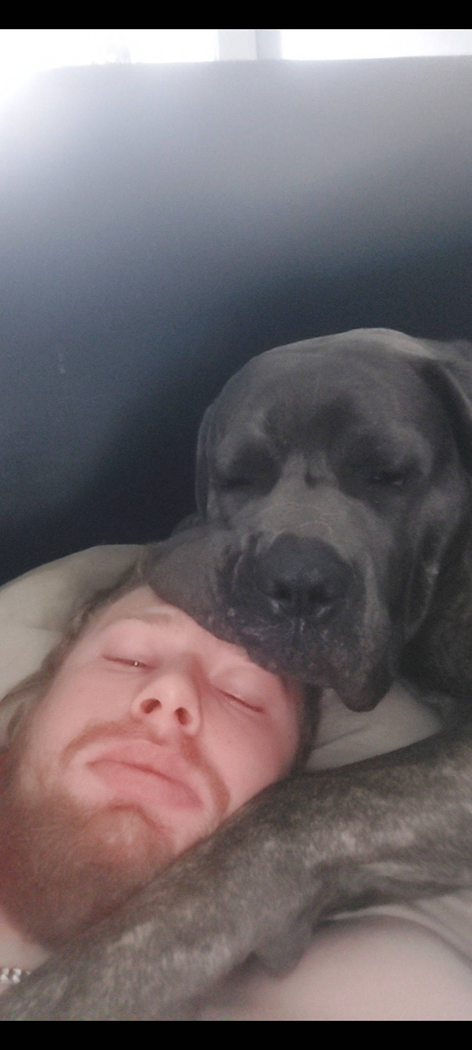 Fenrir participe au concours pour gagner de l'argent avec cette photo : bedtime, carnivore, cloud, comfort, companion_dog, dog, dog_breed, fawn, flesh, fur, gesture, grey, jaw, nap, nose, sky, snout, tree, whiskers, wrinkle