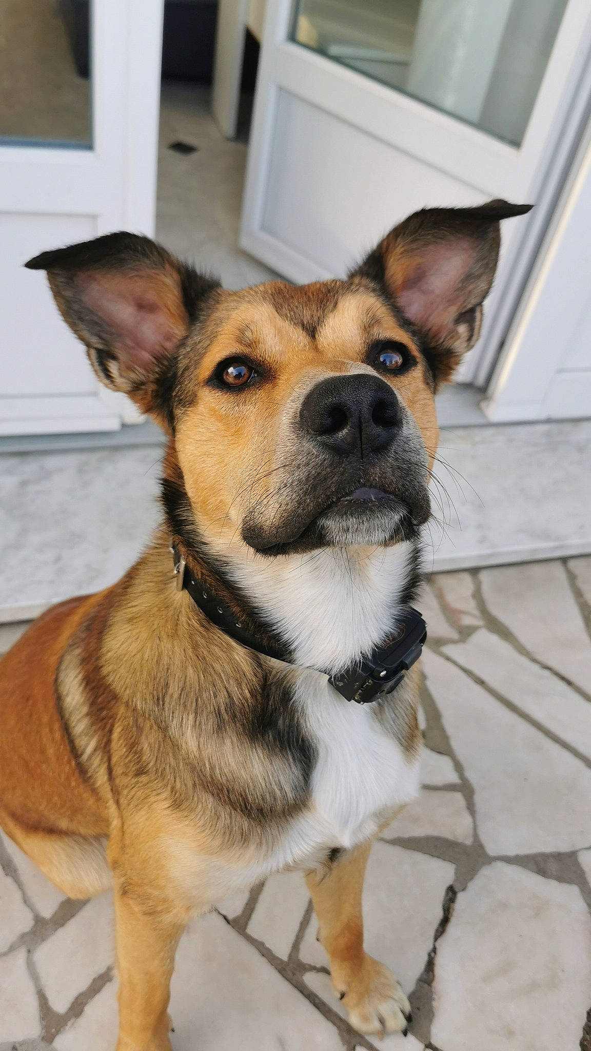 Rok a rejoint le concours — aidez-le/la à gagner de superbes lots ! canidae, carnivore, collar, companion_dog, dog, dog_breed, dog_collar, dog_supply, door, fawn, fur, herding_dog, pet_supply, snout, sporting_group, terrestrial_animal, whiskers, window, working_animal, working_dog