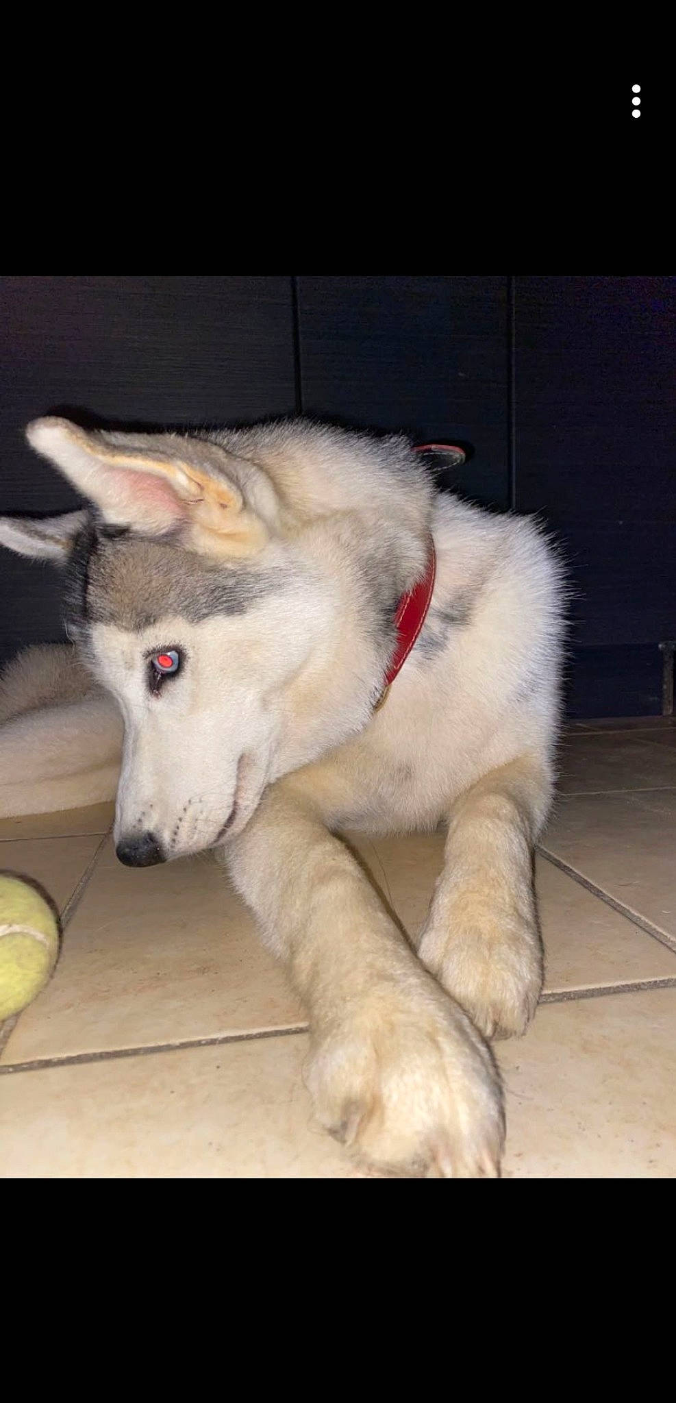 Pandor a rejoint le concours — aidez-le/la à gagner de superbes lots ! alaskan_malamute, berger_blanc_suisse, canidae, carnivore, czechoslovakian_wolfdog, dog, dog_breed, fur, labrador_husky, mammal, native_american_indian_dog, northern_inuit_dog, nose, rare_breed_dog, siberian_husky, snout, sporting_group, tamaskan_dog, vertebrate, wolfdog