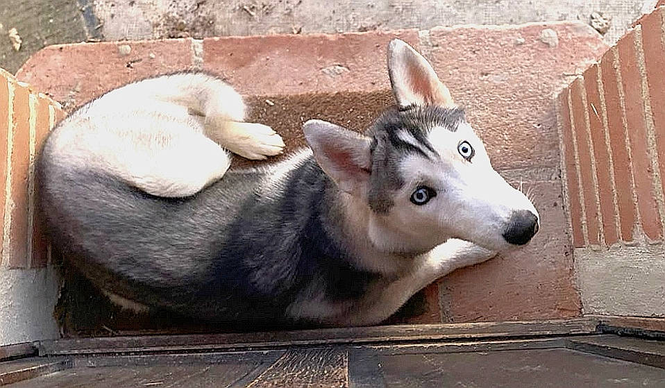 Pandor a rejoint le concours — aidez-le/la à gagner de superbes lots ! alaskan_malamute, canidae, carnivore, czechoslovakian_wolfdog, dog, dog_breed, fawn, goats, jamthund, mammal, miniature_siberian_husky, northern_inuit_dog, sakhalin_husky, seppala_siberian_sleddog, siberian_husky, snout, vertebrate, wolfdog, working_animal