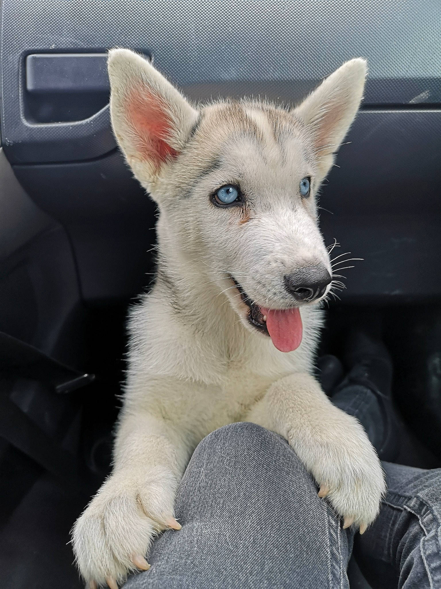 Pandor a rejoint le concours — aidez-le/la à gagner de superbes lots ! berger_blanc_suisse, canaan_dog, canidae, carnivore, czechoslovakian_wolfdog, dog, dog_breed, fawn, mammal, northern_inuit_dog, puppy, rare_breed_dog, saarloos_wolfdog, seppala_siberian_sleddog, siberian_husky, street_dog, tamaskan_dog, vertebrate, white_shepherd, wolfdog