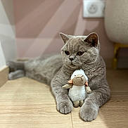 Athéna participe au concours pour gagner de l'argent avec cette photo : cat, gray_cat, stuffed_toy, sheep_toy, wooden_floor, indoor, pet, animal, relaxed, cute, plush, feline, toy, floor, home, cozy, wall_pattern, pastel_colors, corner, domestic