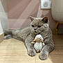 cat, gray_cat, stuffed_toy, sheep_toy, wooden_floor, indoor, pet, animal, relaxed, cute, plush, feline, toy, floor, home, cozy, wall_pattern, pastel_colors, corner, domestic