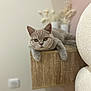 Athéna a rejoint le concours — aidez-le/la à gagner de superbes lots ! cat, gray_cat, indoor, wooden_shelf, furniture, pet, animal, relaxed, curious, amber_eyes, soft_light, blurred_background, cozy, vase, decor, domestic_cat, feline, resting, close_up, cute