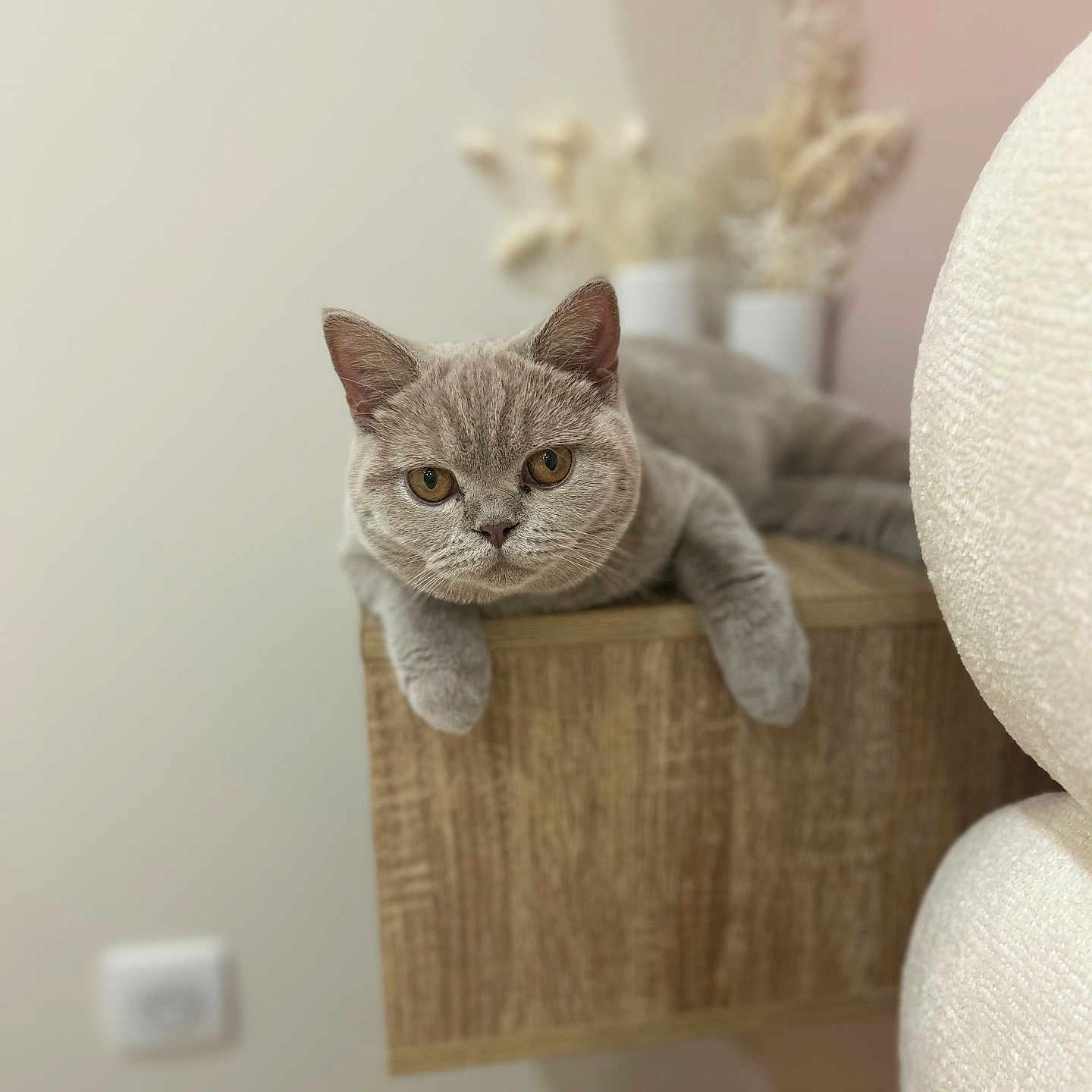 Athéna a rejoint le concours — aidez-le/la à gagner de superbes lots ! amber_eyes, animal, blurred_background, cat, close_up, cozy, curious, cute, decor, domestic_cat, feline, furniture, gray_cat, indoor, pet, relaxed, resting, soft_light, vase, wooden_shelf