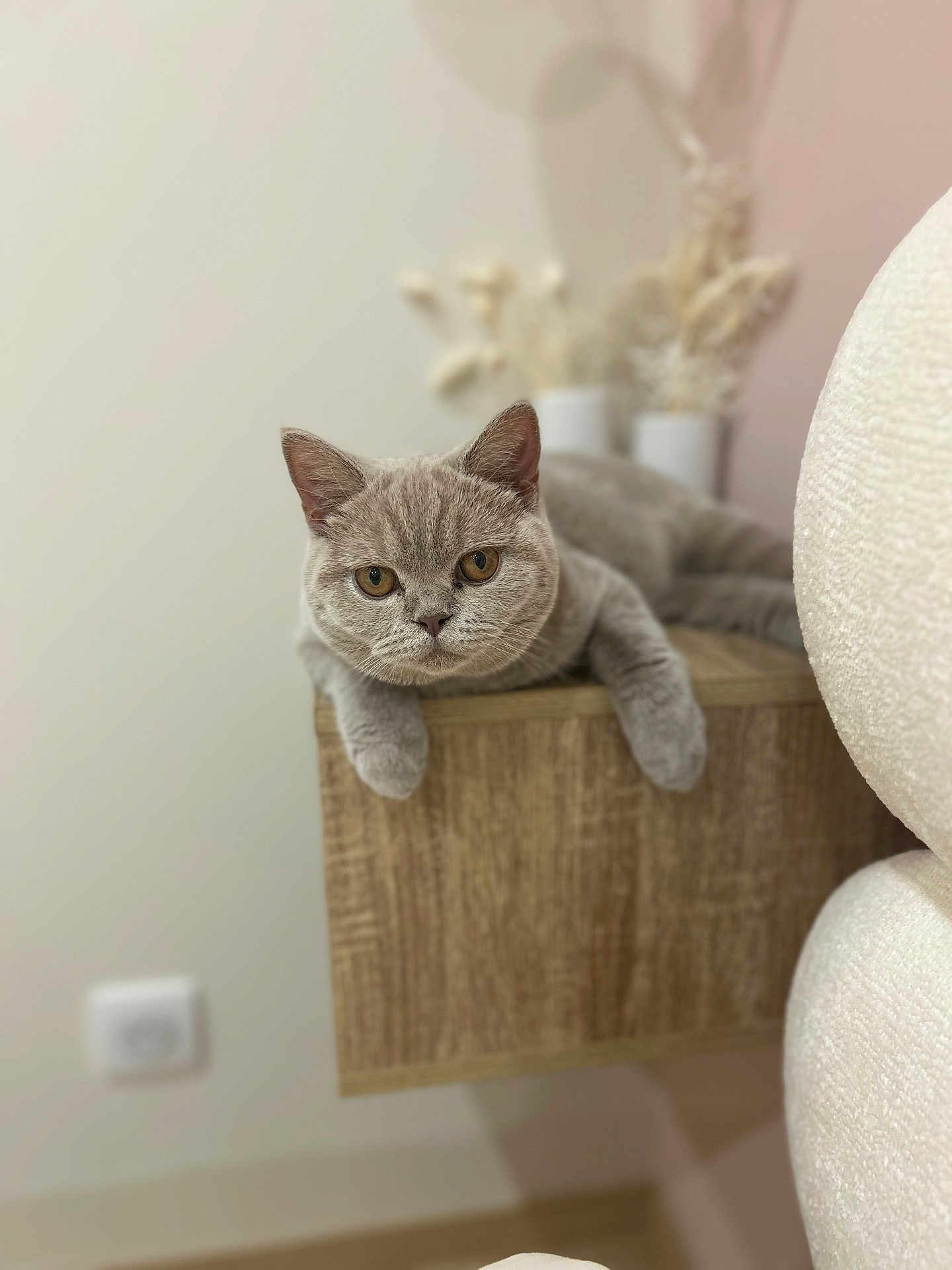 Athéna a rejoint le concours — aidez-le/la à gagner de superbes lots ! cat, gray_cat, indoor, wooden_shelf, furniture, pet, animal, relaxed, curious, amber_eyes, soft_light, blurred_background, cozy, vase, decor, domestic_cat, feline, resting, close_up, cute