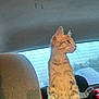 Meimei joined the competition — help win amazing prizes! animal, car_interior, car_seat, cat, curious, feline, indoor, kitten, light, looking_out, pet, rear_window, shadow, side_view, sitting, striped_fur, tabby, tail, window, young_cat