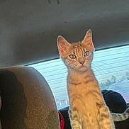Meimei joined the competition — help win amazing prizes! animal, car_interior, cat, curious, domestic_animal, ears, feline, fur, kitten, looking, paw, pet, rear_window, seat, standing, sunlight, tabby, vehicle, whiskers, young