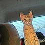 Meimei joined the competition — help win amazing prizes! animal, car_interior, cat, curious, domestic_animal, ears, feline, fur, kitten, looking, paw, pet, rear_window, seat, standing, sunlight, tabby, vehicle, whiskers, young