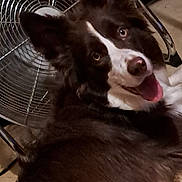 Maya a rejoint le concours — aidez-le/la à gagner de superbes lots ! dog, pet, indoor, floor, fan, happy, tongue_out, brown, white, furry, animal, ears, canine, looking_back, household, cable, metal, close_up, portrait, lying_down