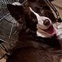 dog, pet, indoor, floor, fan, happy, tongue_out, brown, white, furry, animal, ears, canine, looking_back, household, cable, metal, close_up, portrait, lying_down