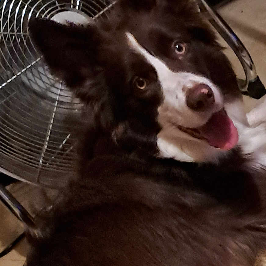 Maya a rejoint le concours — aidez-le/la à gagner de superbes lots ! animal, brown, cable, canine, close_up, dog, ears, fan, floor, furry, happy, household, indoor, looking_back, lying_down, metal, pet, portrait, tongue_out, white