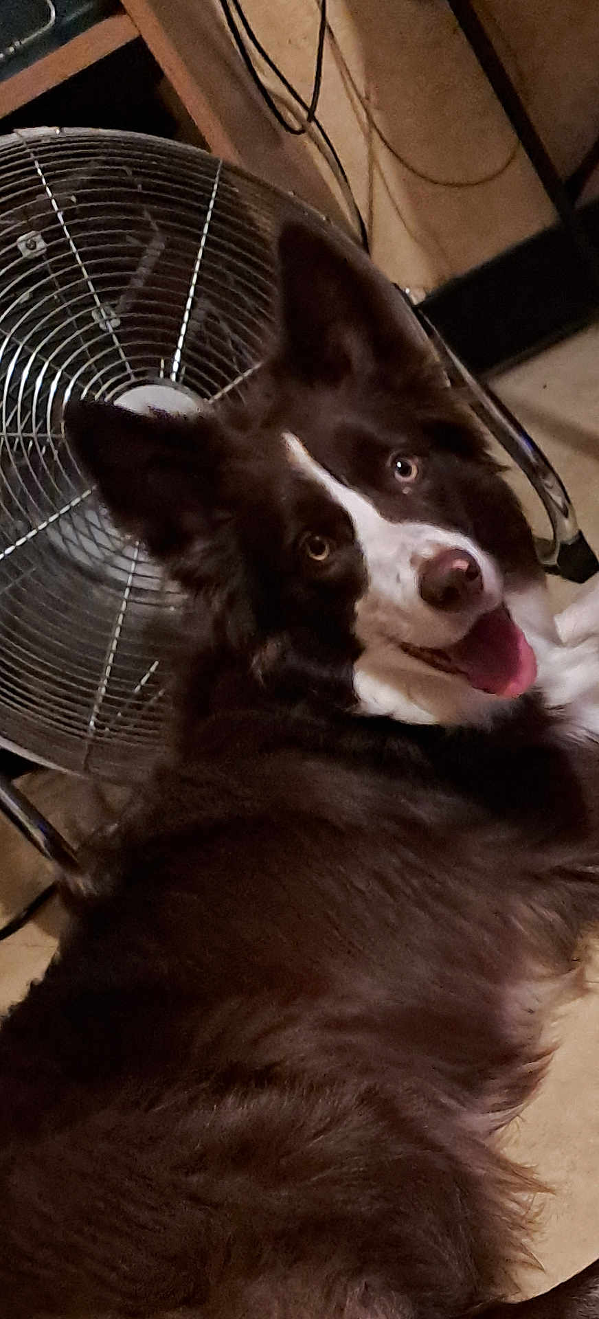 Maya a rejoint le concours — aidez-le/la à gagner de superbes lots ! dog, pet, indoor, floor, fan, happy, tongue_out, brown, white, furry, animal, ears, canine, looking_back, household, cable, metal, close_up, portrait, lying_down