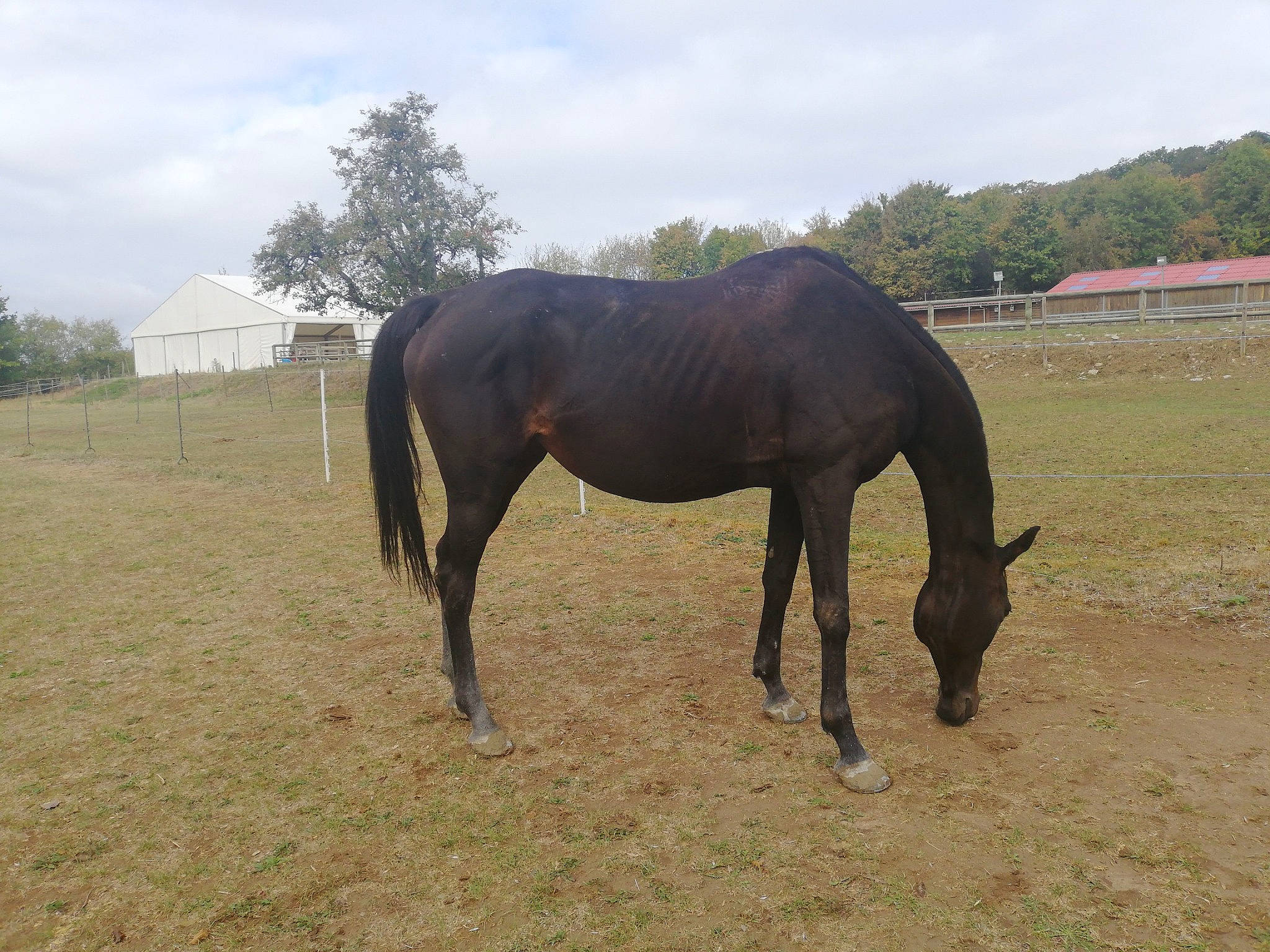 Chien a rejoint le concours — aidez-le/la à gagner de superbes lots ! ecoregion, horse, landscape, livestock, mammal, mane, mare, mustang_horse, pack_animal, pasture, ranch, stallion, terrestrial_animal, vertebrate, working_animal