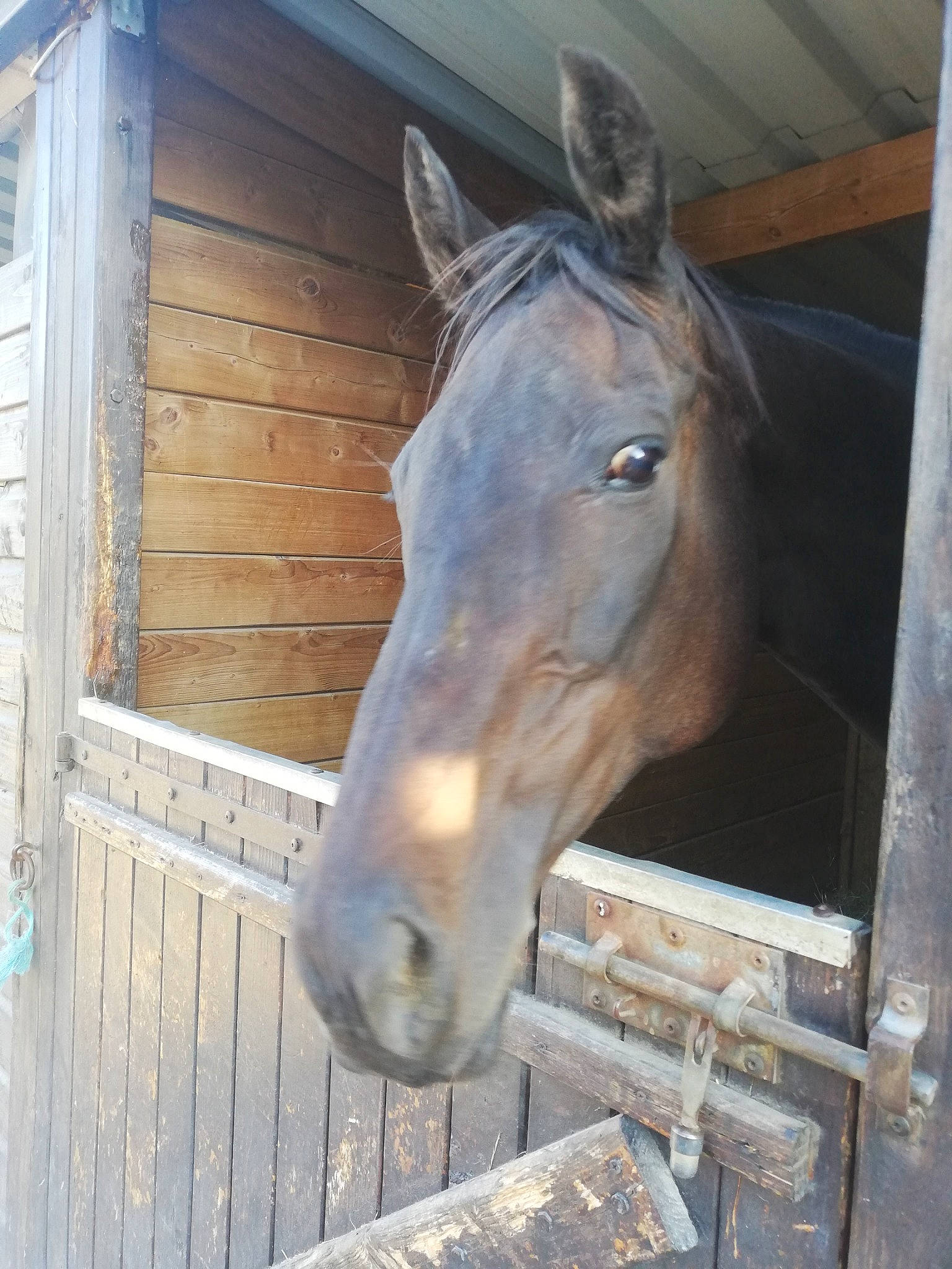 Chien a rejoint le concours — aidez-le/la à gagner de superbes lots ! building, horse, livestock, mane, mare, mustang_horse, nose, pack_animal, snout, sorrel, stable, stallion