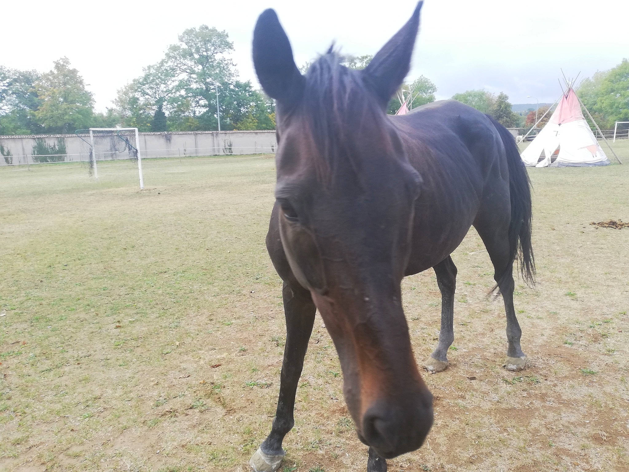 Chien a rejoint le concours — aidez-le/la à gagner de superbes lots ! bridle, colt, foal, horse, horse_supplies, horse_tack, landscape, liver, livestock, mammal, mane, mare, mustang_horse, pack_animal, pasture, ranch, sky, snout, stallion, vertebrate