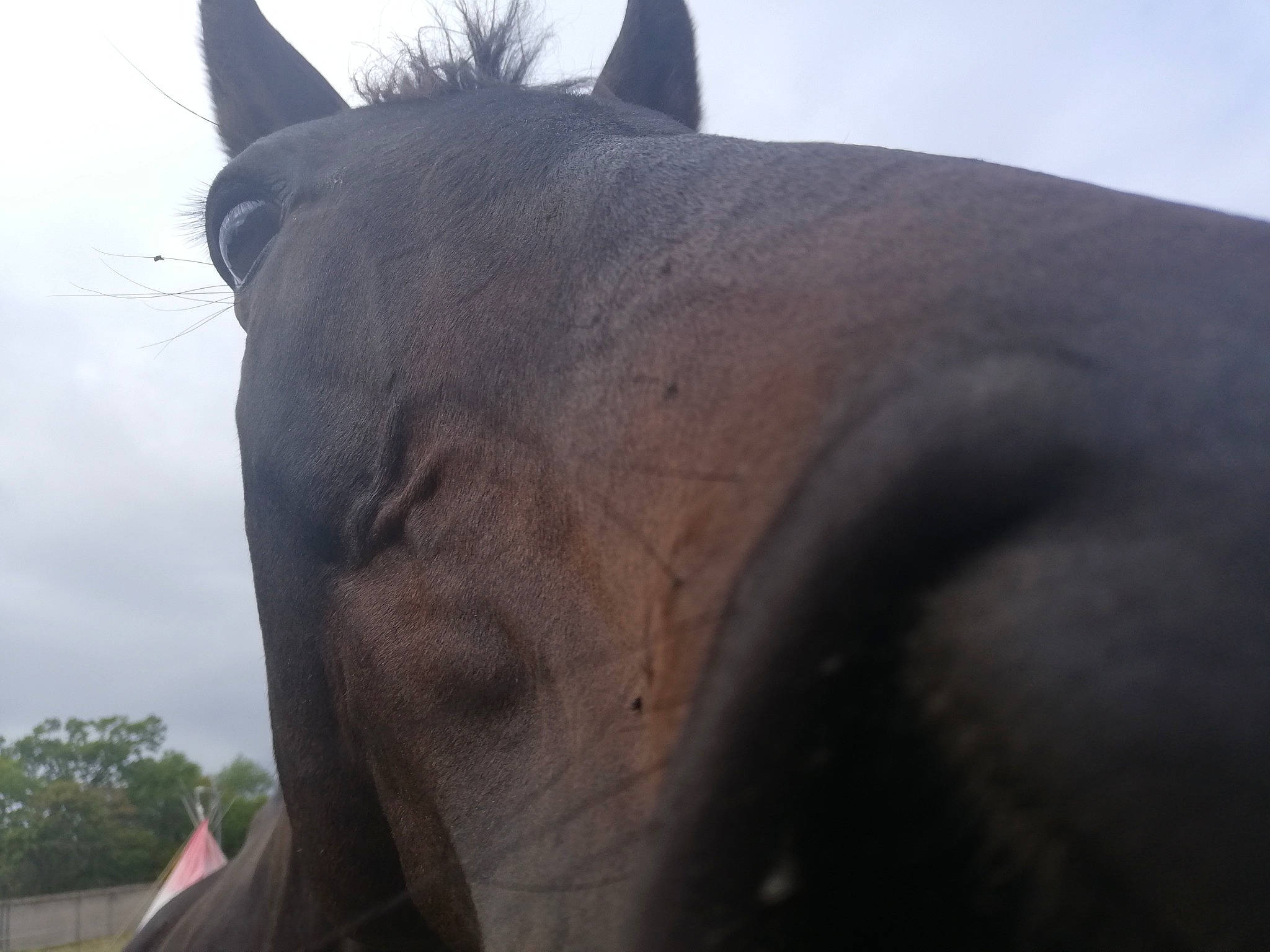 Chien a rejoint le concours — aidez-le/la à gagner de superbes lots ! close_up, ear, eye, head, horse, landscape, mane, mare, neck, nose, photography, sky, snout, stallion, terrestrial_animal, wildlife