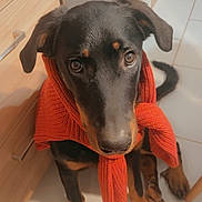Venom participe au concours pour gagner de l'argent avec cette photo : animal, blanket, cabinet, canine, clothing, dog, drawer, furniture, hardwood, hoodie, hound, knitwear, labradorretriever, person, pet, pointer, puppy, scarf, sweater, wood