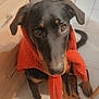 animal, blanket, cabinet, canine, clothing, dog, drawer, furniture, hardwood, hoodie, hound, knitwear, labradorretriever, person, pet, pointer, puppy, scarf, sweater, wood