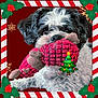 animal, black_and_white, candy_cane_border, christmas, close_up, cute, decorative_frame, dog, festive, fluffy, happy, holiday, holly, indoors, pet, plush_toy, portrait, red_background, snowflake, toy_in_mouth