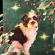 Zazou participe au concours pour gagner de l'argent avec cette photo : animal, black_and_white, christmas, cute, decoration, dog, festive, fluffy, fur, green_background, holiday, holly, leaves, nature, outdoor, pet, portrait, red_berries, seasonal, stars