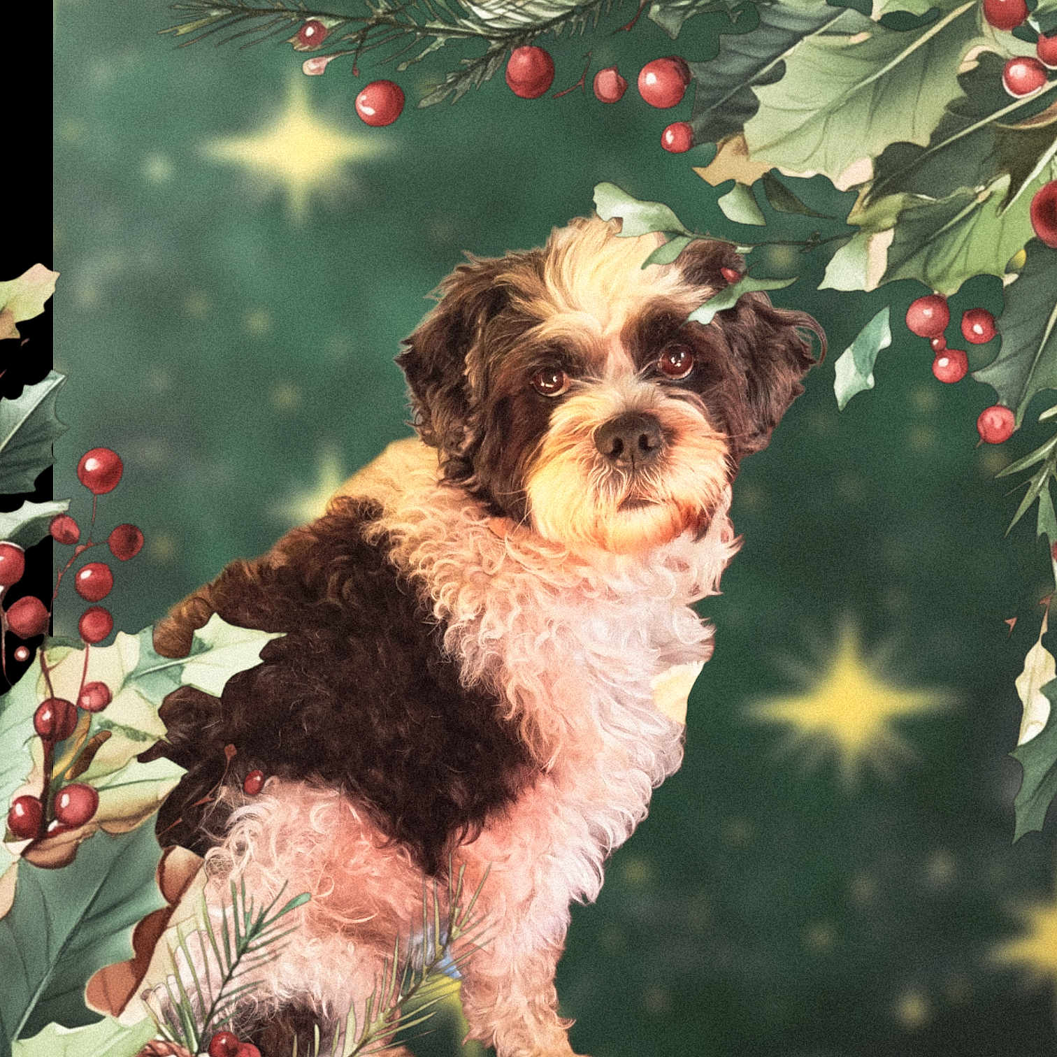 Zazou participe au concours pour gagner de l'argent avec cette photo : animal, black_and_white, christmas, cute, decoration, dog, festive, fluffy, fur, green_background, holiday, holly, leaves, nature, outdoor, pet, portrait, red_berries, seasonal, stars