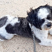 Jazzou participe au concours pour gagner de l'argent avec cette photo : dog, black_and_white, leash, outdoor, pet, canine, fur, resting, animal, walking, collar, small_dog, fluffy, paw, cute, companionship, nature, summer, relaxation, ground
