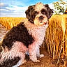 Jazzou participe au concours pour gagner de l'argent avec cette photo : dog, wheat_field, outdoor, sky, clouds, curly_fur, black_and_white, animal, nature, grass, rural, summer, daylight, portrait, pet, sitting, fur, cute, landscape, farm