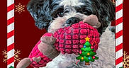 Jazzou participe au concours pour gagner de l'argent avec cette photo : animal, black_and_white, candy_cane_border, christmas_tree_emoji, close_up, curly_fur, cute, dog, ears, festive, fur, holiday_theme, holly, indoors, nose, pet, playful, plush_toy, snowflake, toy