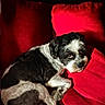 Jazzou participe au concours pour gagner de l'argent avec cette photo : dog, black_and_white, couch, red_cushions, pet, indoor, resting, fur, side_eye, cozy, relaxed, animal, companion, fur_texture, home_interior, portrait, curled_up, cute, domestic_animal, sleepy
