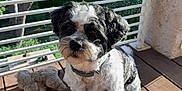 Jazz a rejoint le concours — aidez-le/la à gagner de superbes lots ! animal, balcony, collar, companion, cute, daylight, dog, fur, greenery, outdoor, pet, plush_toy, railing, relaxation, shadow, sitting, small_dog, sunlight, tree, wooden_floor