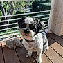 animal, balcony, collar, companion, cute, daylight, dog, fur, greenery, outdoor, pet, plush_toy, railing, relaxation, shadow, sitting, small_dog, sunlight, tree, wooden_floor