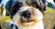 Jazz participe au concours pour gagner de l'argent avec cette photo : animal, black_and_white, brown_eyes, close_up, curious, cute, daylight, dog, face, fisheye, fluffy, fur, grass, muzzle, nature, nose, outdoor, pet, portrait, small_dog