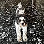 Jazz participe au concours pour gagner de l'argent avec cette photo : animal, black_and_white, calm, companion, curious, curly_fur, cute, dog, domestic_animal, floor, fur, indoor, looking_at_camera, patterned_floor, paws, pet, playful, small_dog, stretching, tail