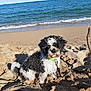 Jazz participe au concours pour gagner de l'argent avec cette photo : animal, beach, black_and_white, coast, collar, curly_hair, daytime, dog, leash, nature, ocean, outdoor, pet, playful, sand, shore, summer, sunny, water, waves