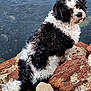 Zazzou participe au concours pour gagner de l'argent avec cette photo : dog, black_and_white, curly_fur, rock, water, outdoor, animal, pet, nature, sitting, looking_back, fur, canine, coast, shore, daylight, texture, wildlife, cute, portrait