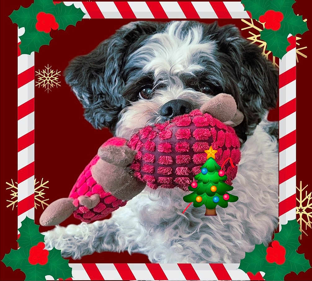 Zazzou participe au concours pour gagner de l'argent avec cette photo : dog, plush_toy, black_and_white, fluffy, holiday, christmas, candy_cane_border, holly, snowflake, red_background, cute, pet, animal, indoors, portrait, toy_in_mouth, festive, decorative_frame, close_up, happy