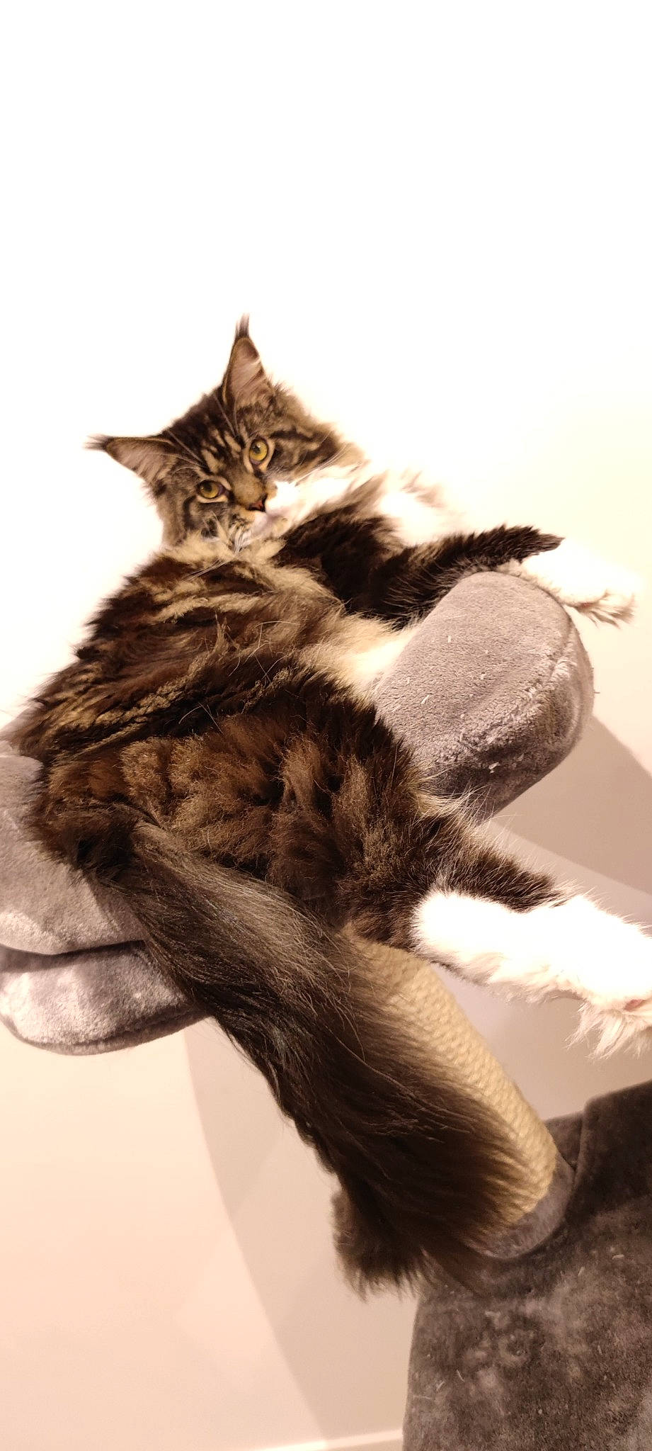 Régliz a rejoint le concours — aidez-le/la à gagner de superbes lots ! art, carnivore, cat, claw, domestic_short_haired_cat, felidae, fur, gesture, monochrome, painting, paw, sitting, small_to_medium_sized_cats, snout, tail, terrestrial_animal, tree, whiskers