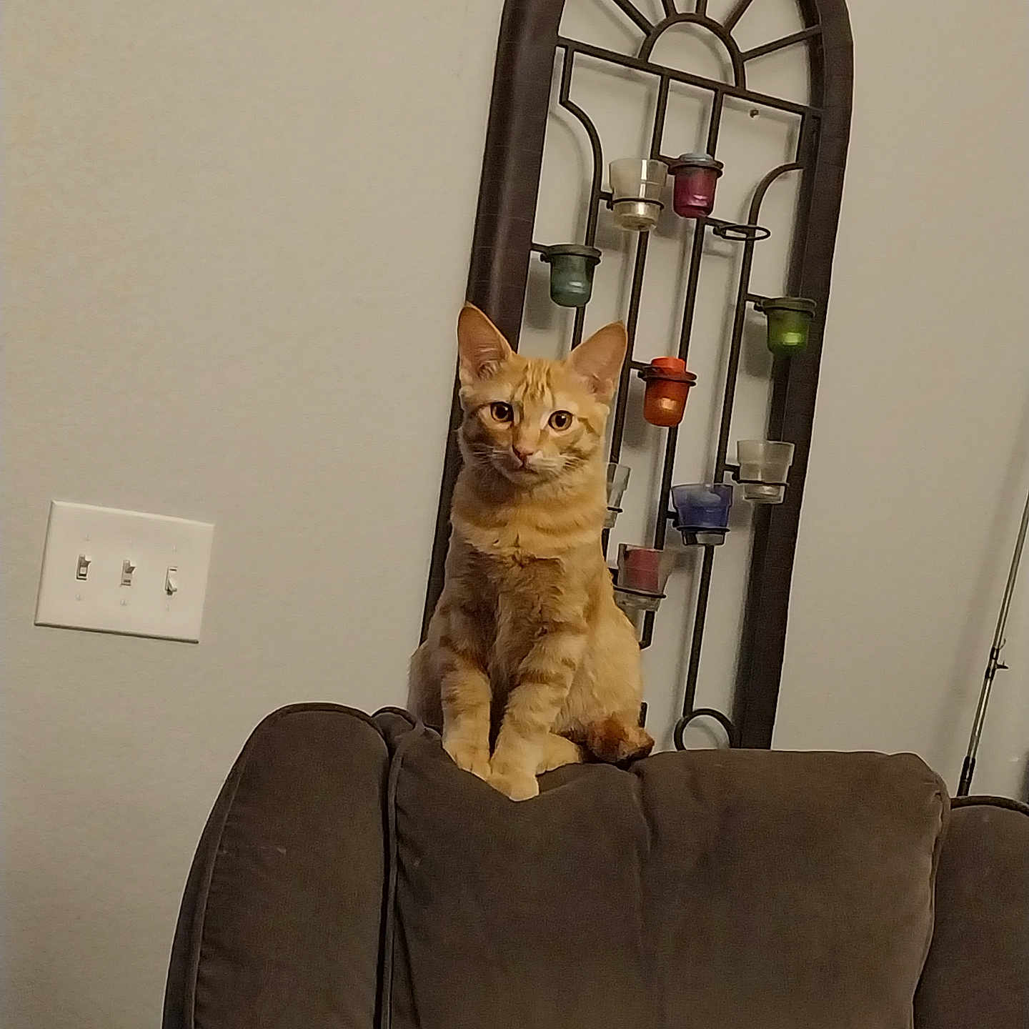 Bobber joined the competition — help win amazing prizes! animal, candle_holder, cat, colorful_candles, couch, curious, decor, domestic_cat, feline, furniture, gray_couch, household, indoor, living_room, orange_tabby, pet, relaxed, sitting, switch_plate, wall