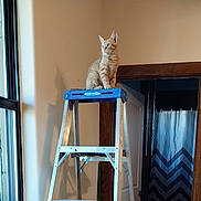 Bobber is registered to the contest to win money with this photo: cat, orange_tabby, ladder, indoor, window, doorway, shower_curtain, natural_light, shadow, wall, wooden_frame, metal, furniture, pet, curious, alert, domestic, household, animal, quiet