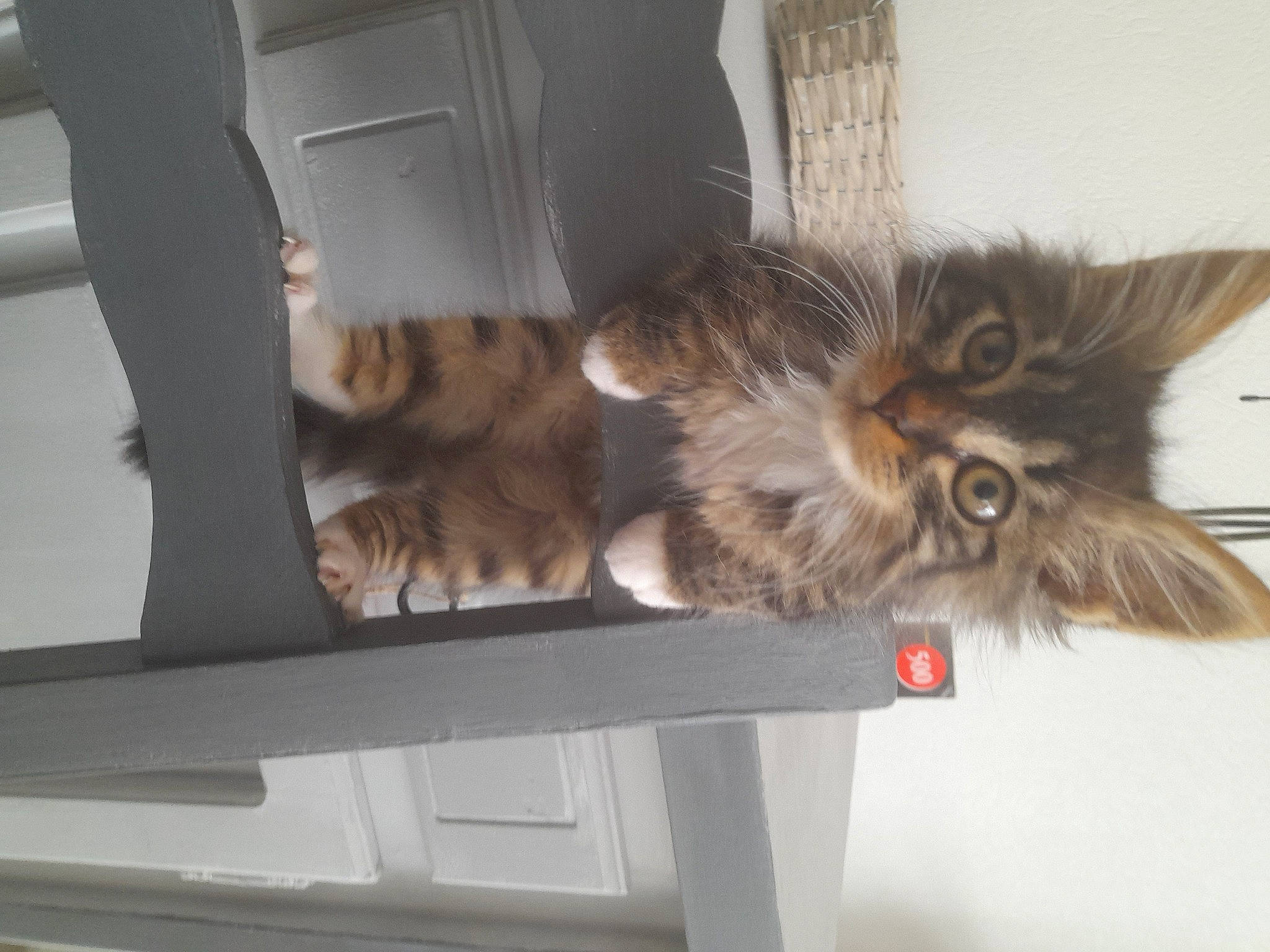 Tibalt participe au concours pour gagner de l'argent avec cette photo : british_longhair, carnivore, cat, claw, domestic_short_haired_cat, felidae, fur, maine_coon, paw, small_to_medium_sized_cats, tail, terrestrial_animal, vertebrate, whiskers